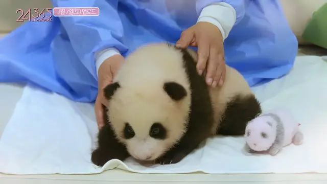 Fubao si bayi panda. (Tangkapan layar YouTube/ Blackpink)