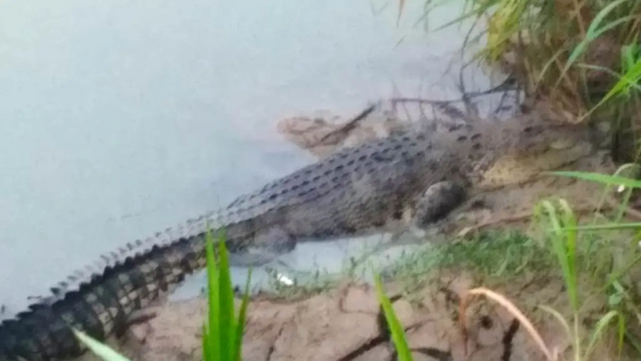 Penampakan buaya Sungai Luk Ulo, Kebumen, Selasa pagi, 20 November 2018 (Liputan6.com/Mulyadi untuk Muhamad Ridlo)