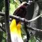 Burung Cendrawasih (merdeka.com)