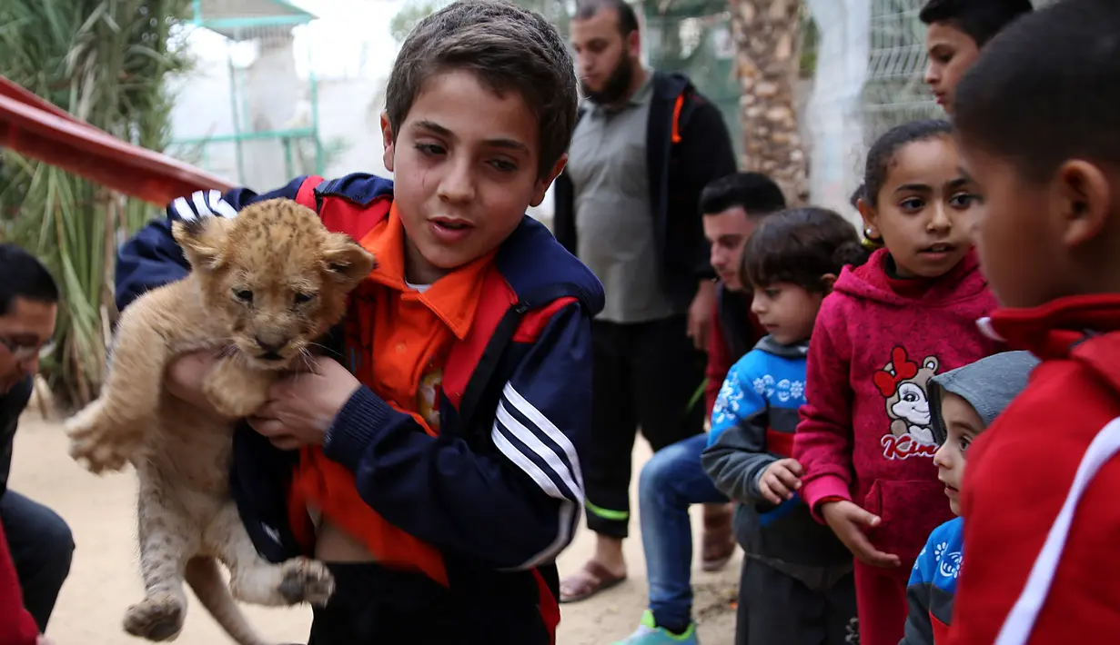 Bocah Palestina menggendong satu dari tiga anak singa berusia dua bulan yang akan dijual di kebun binatang di Jalur Gaza, 22 Desember 2017. Pemilik sekaligus pengelola kebun binatang mengiklankan tiga ekor anak singa itu di media sosial. (AP/Adel Hana)