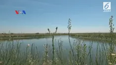 Negara bagian California, AS bangkit dari musim kering selama 5 tahun dan melonggarkan pembatasan penggunaan air. VOA