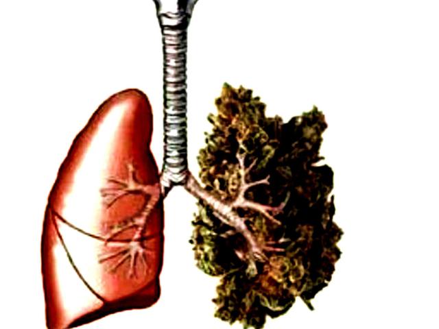 Berapa Lama Ganja Serta Ekstasi Bertahan Dalam Darah Dan Urin Health Liputan6 Com