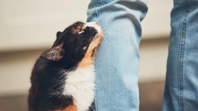 kucing bermain
