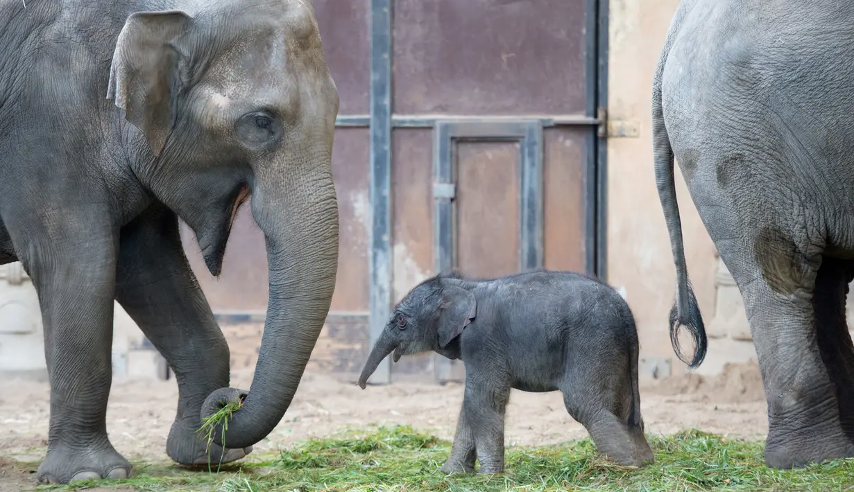Bayi gajah perempuan bersama ibunya 'Salvana' saat bermain di kandang di kebun binatang Hagenbeck di Hamburg, Jerman (4/9). (AFP Photo/dpa/Daniel Reinhardt/Jerman Out)