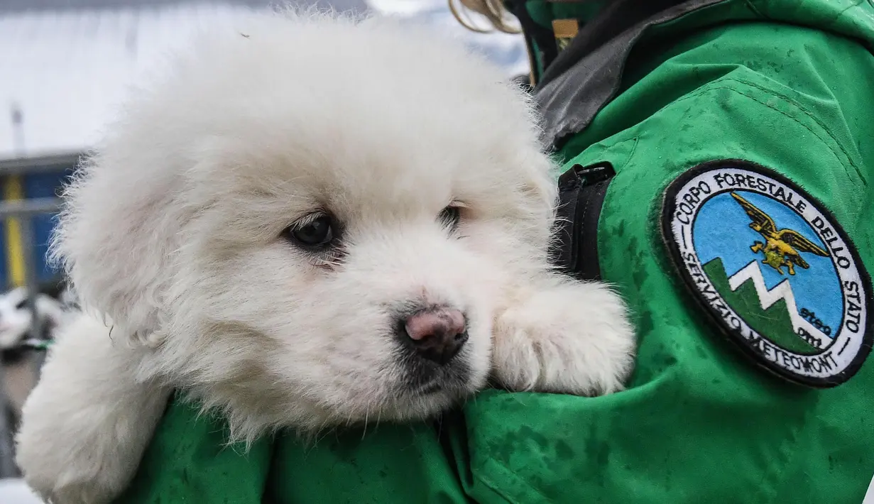 Ekspresi anak anjing yang berhasil diselamatkan dari reruntuhan Hotel Rigopiano di Farindola, Italia (22/1). Dengan ditemukan anak anjing itu, petugas berharap dapat menyalamatkan 23 orang yang masih terjebak dalam hotel. (Alessandro Di Meo / ANSA via AP)