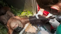 Tim International Animal Rescue memberikan suntikan pada ibu dan bayi orangutan usai insiden kebakaran hutan di Kalimantan Barat (10/11). Orangutan dan bayinya melarikan diri dari amukan api yang menghancurkan habitatnya. (AFP PHOTO/Dailymail)