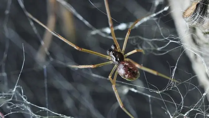 Mengenal Huntsman, Laba-laba Tercepat di Dunia