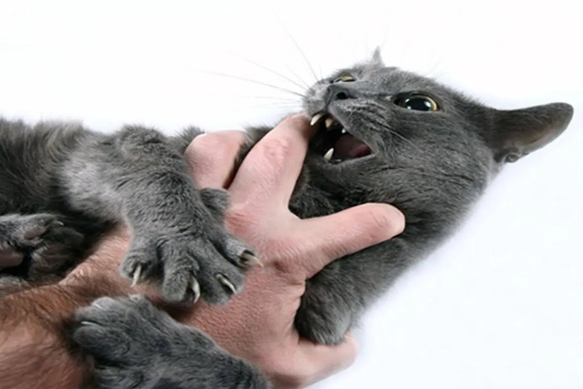 Waspada, Bahaya di Balik Cakaran Kucing