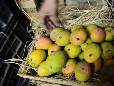 Buah mangga tidak hanya mengandung vitamin C yang tinggi, buah ini juga bisa menjadi pilihan untuk menggemukkan badan. Buah mangga yang kaya kalori adalah buah yang sudah matang dan rasanya manis. (AFP PHOTO/Sam PANTHAKY)