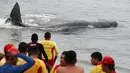 Petugas penyelamat membantu paus sperma terluka yang terdampar di perairan San Bartolo, Peru, Selasa (20/8/2019). Dokter hewan ORCA merawat dan kemudian mengembalikannya ke laut dengan bantuan personel penyelamat dan peselancar. (AP Photo/Martin Mejia)
