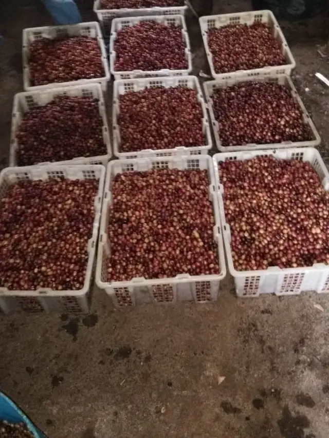 Nampak biji kopi preanger Karaha dengan kondisi biji besar dan ranum, yang dikumpulkan dari para petani setelah panen berlangsung