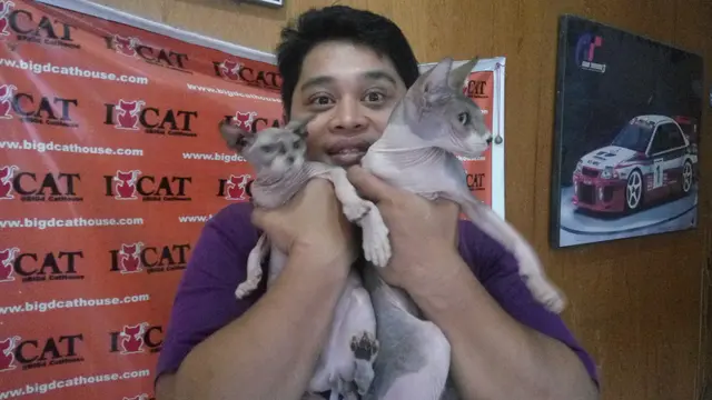 Kucing Sphynx