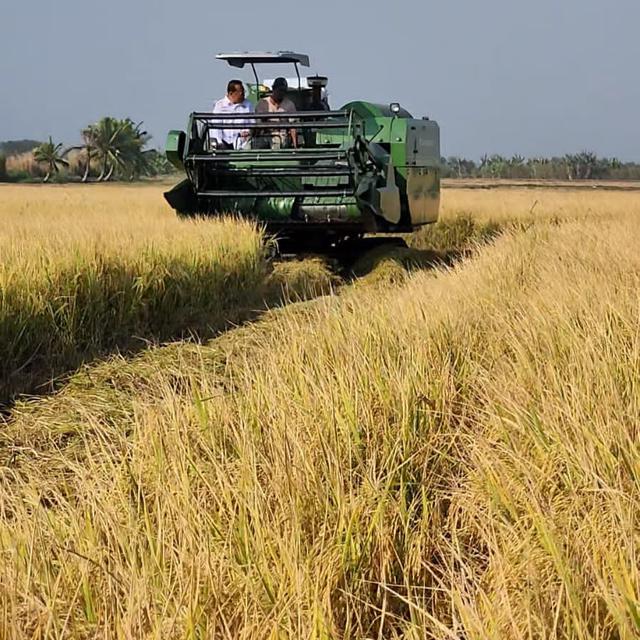 Produksi Beras Merauke Tembur 115 Ribu Ton