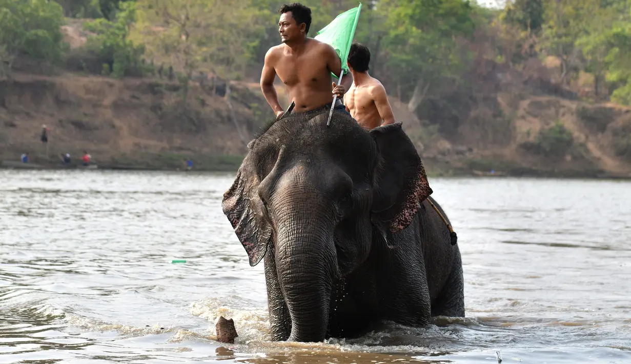 Mahout Y Ktuc Eban menunggangi gajahnya dalam lomba renang menyeberangi sungai selama festival gajah Buon Don di Provinsi Dak Lak, Vietnam, 12 Maret 2019. Sebelum berlomba, gajah-gajah peserta lomba ini diperlakukan istimewa. (Manan VATSYAYANA/AFP)