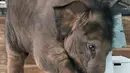 Bayi gajah bernama Neha berusaha membuka hadiah jelang ulang tahun pertamanya di Night Safari, Singapura, Kamis (11/5). Neha adalah bayi gajah Asia yang lahir pada tanggal 12 Mei, dan menjadi terkenal karena tingkahnya yang lucu. (AFP/ ROSLAN RAHMAN)