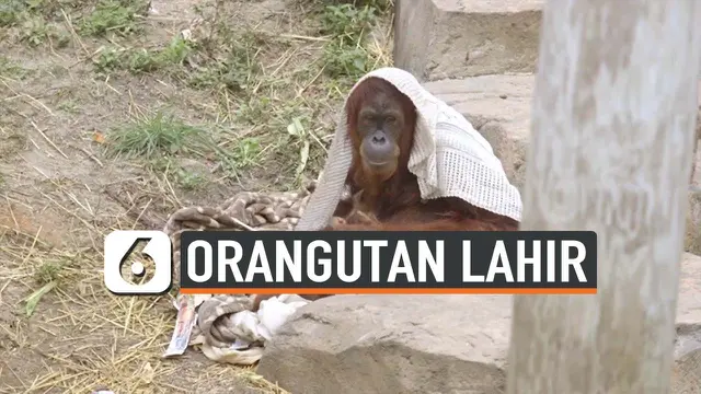 ORANGUTAN LAHIR