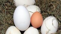 Ilustrasi telur angsa. (Gambar oleh Myriams-Fotos dari Pixabay)