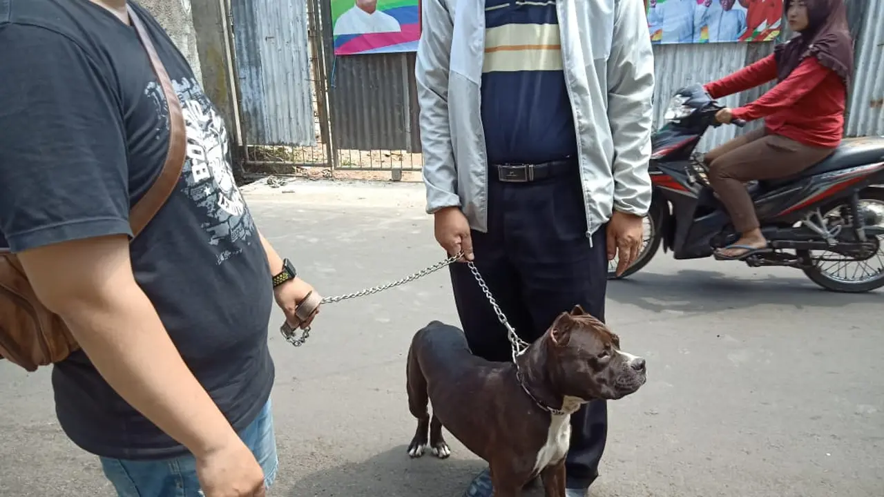 Pitbull serang satpam kompleks di Sawah Besar. (Merdeka.com)