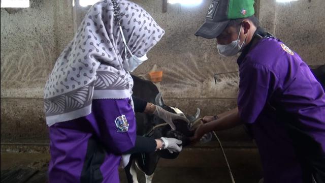 Ratusan Ekor Ternak Sapi di Kota Malang dan Batu Terjangkit PMK