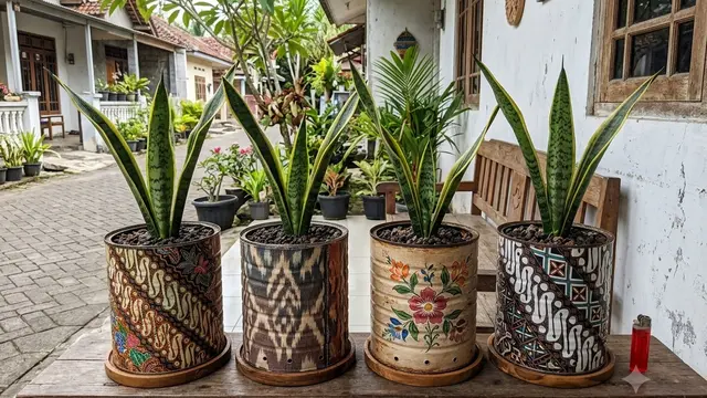 Ide Kaleng Susu Bekas Jadi Pot Tanaman Hias Model Motif untuk Lidah Mertua