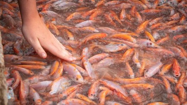 Ilustrasi Budidaya Ikan Nila/Photo by Milo Weiler on Unsplash