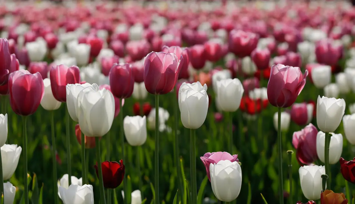 Bunga-bunga tulip yang merekah di taman bunga tulip pertama di Cornaredo, dekat Milan, Senin (23/4). Pasangan asal Belanda, Edwin Koeman dan Nitsuje Wolanios menanam sekitar 350.000 tangkai dari 72 varietas berbeda di lahan tersebut. (AP/Luca Bruno)