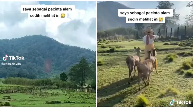 Viral Komunitas Motor Trail Rusak Bunga Edelweis Rawa di Ranca Upas, Bikin Miris