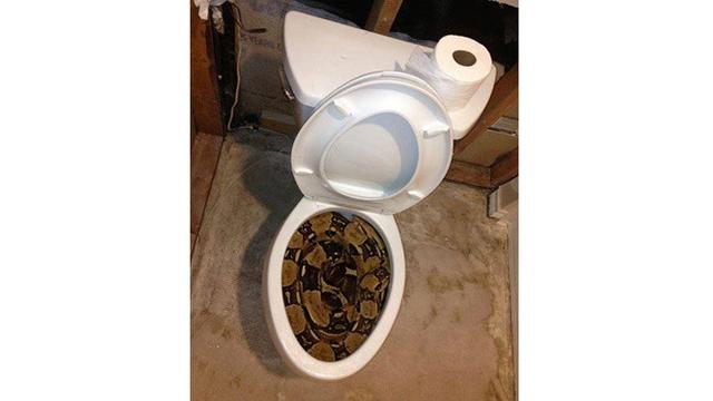 7 Bukti Australia Dihuni Reptil-reptil Mengerikan