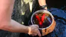 Lebih dari 10.000 warga berada di bawah perintah evakuasi sewaktu kebakaran itu terjadi. Tampak dalam foto, Robin Wallace usai membersihkan dan mengganti air untuk ikan peliharaannya di rumah keluarganya di West Highland Drive yang hancur akibat kebakaran hutan dan gunung pada 8 November 2024 di Camarillo, California. (Patrick T. Fallon/AFP)