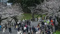 Prakiraan Tanggal Mekar Bunga Sakura di Berbagai Kota di Jepang, Dimulai dari Tokyo