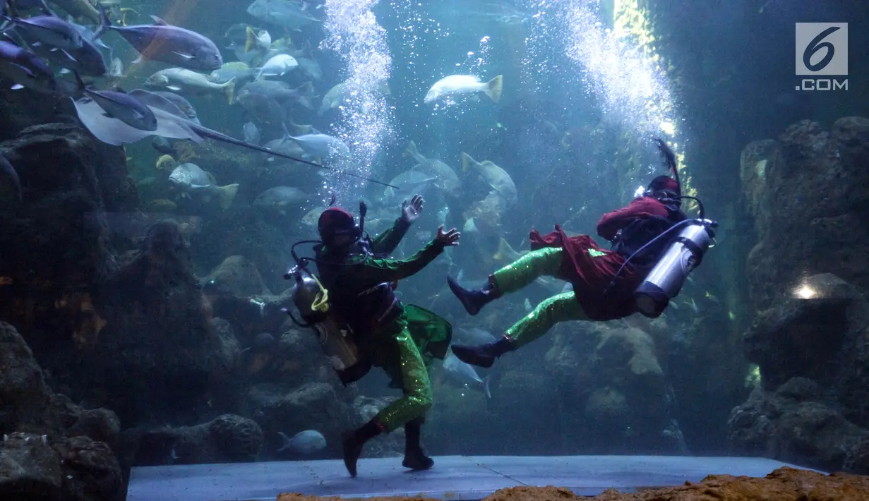 Atraksi pertarungan dalam air bertajuk The Battle of Yin Yang di Aquarium Utama Seaworld Ancol, Jakarta, Senin (12/2). Atraksi akan berlangsung setiap pukul 13.45 WIB. (Liputan6.com/Arya Manggala)