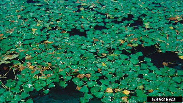 Tanaman Trapa Japonica