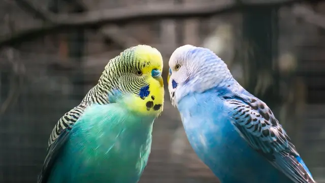 Potret burung parkit yang cantik (Pixabay)