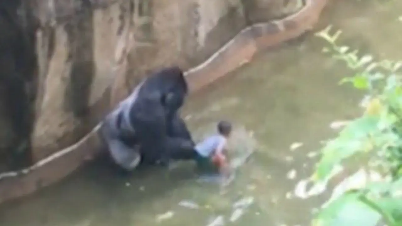 Harambe