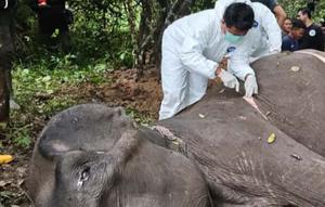 Gajah betina jinak binaan Balai TNWK bernama Dona, mati di Camp Elephant Response Unit (ERU) Bungur. (Istimewa)