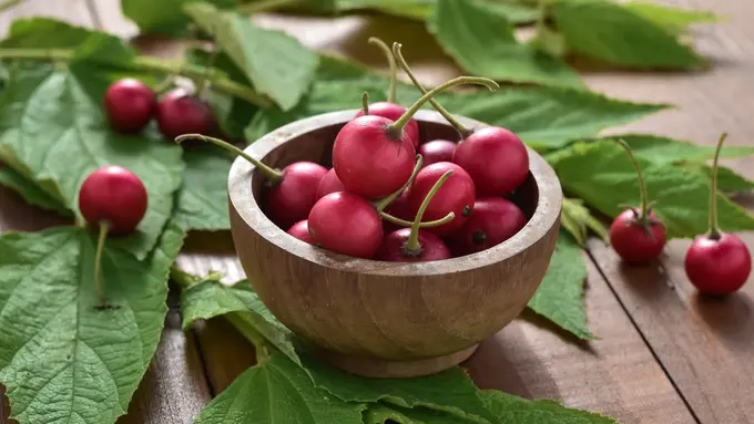 buah kersen talok ceri lokal