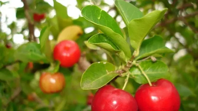 Jenis Pohon Buah Tahan Kemarau untuk Pekarangan Rumah