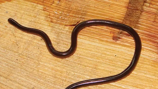 Ular Kawat
