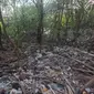 Sampah plastik menutup permukaan tanah tempat tumbuh bakau di Konservasi Mangrove, Baros, Bantul Yogyakarta Sabtu (9//9/2023). (Foto: Anugerah Ayu/Liputan6.com).