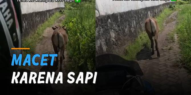 VIDEO: Perempuan Ini Terlambat Datang ke Kampus Gara-Gara Seekor Sapi