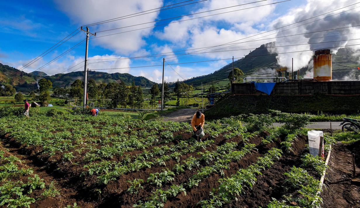 Petani melakukan pemupukan tanaman kentang di kawasan dataran tinggi Dieng, Batur, Banjarnegara, Jawa Tengah, Minggu (2/11/2025). Sesuai dengan Permentan No. 10 tahun 2022. Kentang tidak termasuk dalam sembilan komoditas yang diprioritaskan untuk menerima subsidi pupuk. (merdeka.com/Arie Basuki)