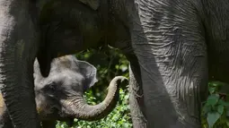 Bayi gajah Sumatra berusia dua tahun terlihat bersama ibunya di Trumon, kabupaten Aceh Selatan (10/1). Gajah sumatera adalah mamalia terbesar di Indonesia, beratnya mencapai 6 ton dan tumbuh setinggi 3,5 meter pada bahu. (AFP Photo/Chaideer Mahyuddin)