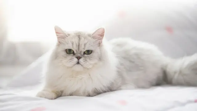 Anakan atau Kucing Dewasa, Mana yang Paling Tepat Dijadikan Teman di Rumah?