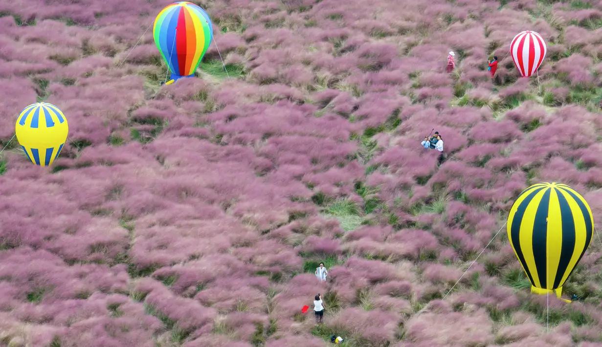 Foto udara yang diambil pada 6 Oktober 2023 ini menunjukkan orang-orang mengambil foto di antara rumput pink muhly di sebuah taman di Nanjing, di provinsi Jiangsu timur, China. (STR/AFP)