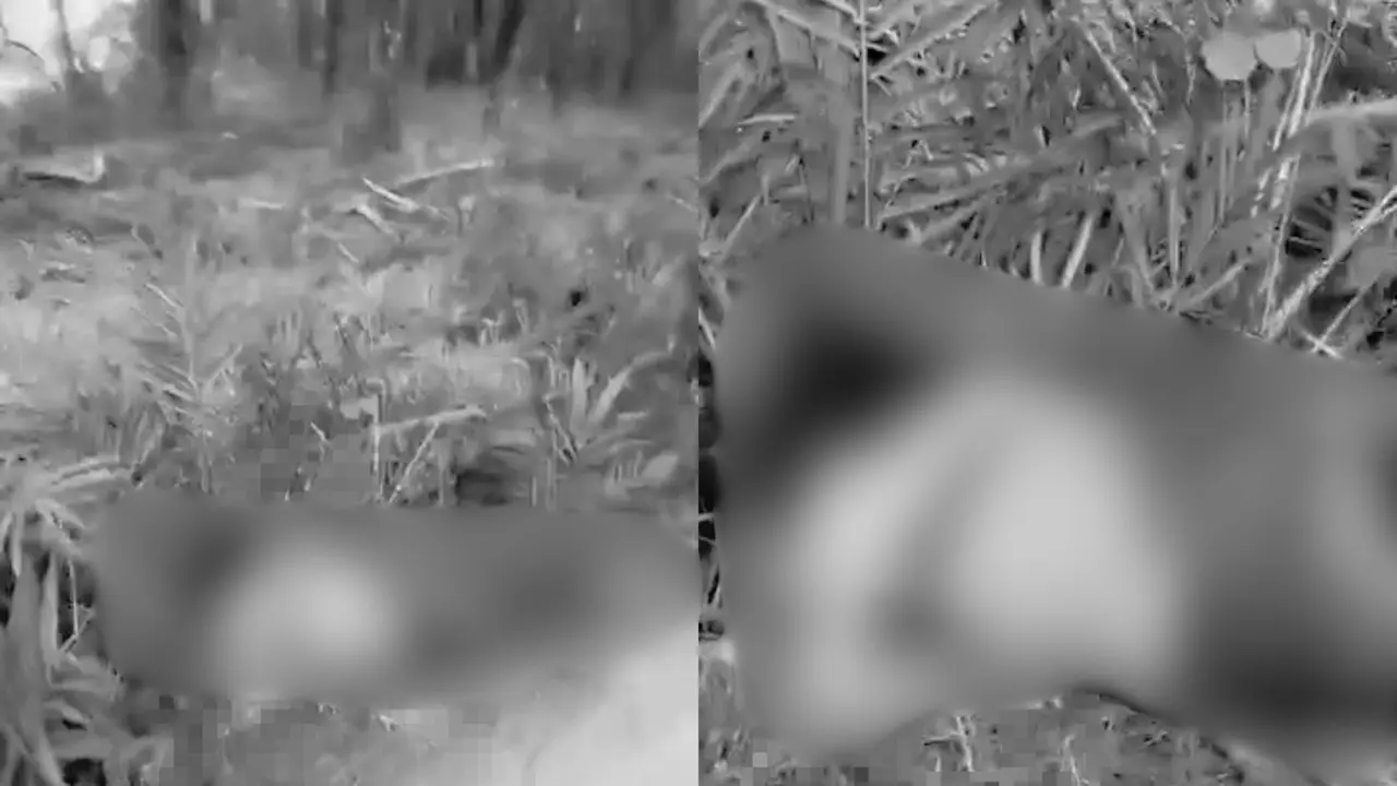 Penemuan mayat wanita dalam kondisi setengah telanjang di pinggir jalan setapak di area perkebunan sawit Mesuji, Lampung. (Liputan6.com/Istimewa).