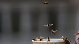 Lebah terbang di sebuah cangkir yang diletakkan di tengah cuaca panas awal musim gugur di Montreal, Quebec, Kanada, pada tanggal 05 Oktober 2023. (ANDREJ IVANOV/AFP)