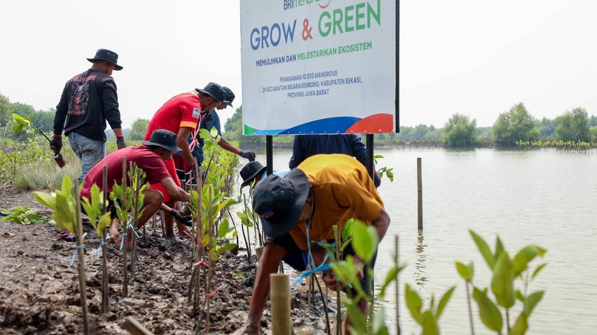 Hari Mangrove Sedunia 2025, BRI Tunjukkan Aksi Nyata Selamatkan Ekosistem Pesisir Muara Gembong Bekasi Lewat BRI Menanam - Grow &amp; Green
