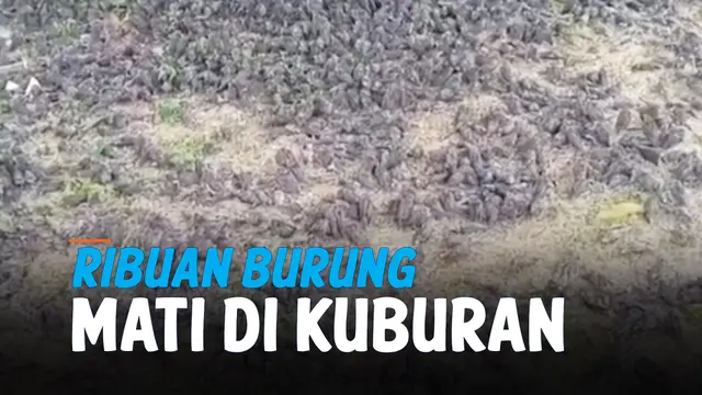 BURUNG MATI