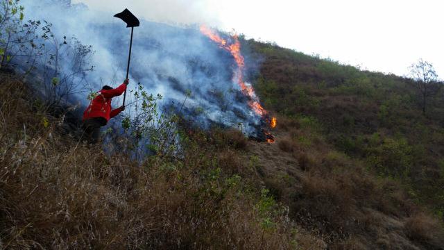 Upaya Memadamkan Amarah Si Jago Merah Di Gunung Rinjani
