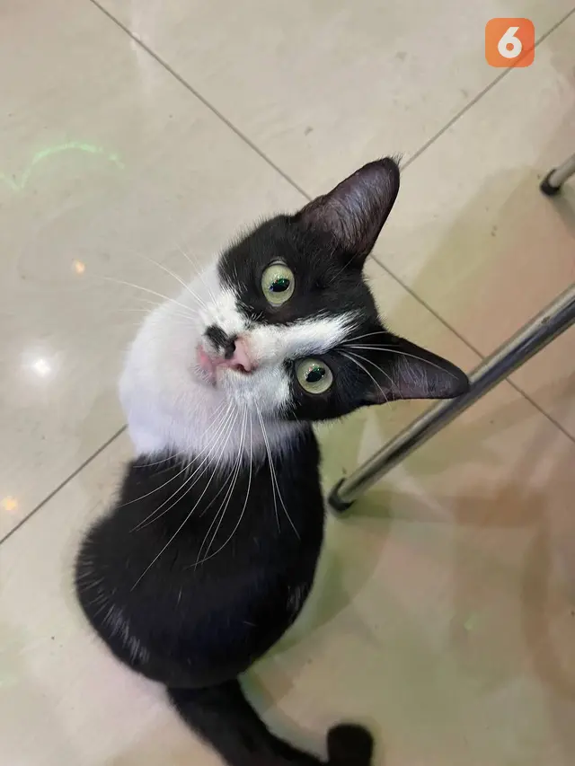 Ilustrasi kucing
